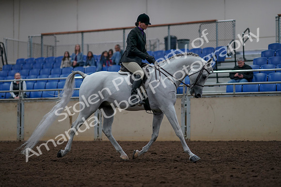 2019 Morgan Horse Show - Aug 31, 2019 - 16144