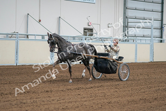 2020 - AB Morgan Horse - Sat, Sept 05 - 05985