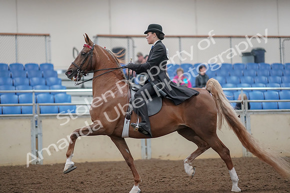 2019 Morgan Horse Show - Aug 30, 2019 - 24995