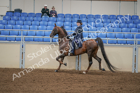 2020 - AB Morgan Horse - Fri, Sept 04 - 08021
