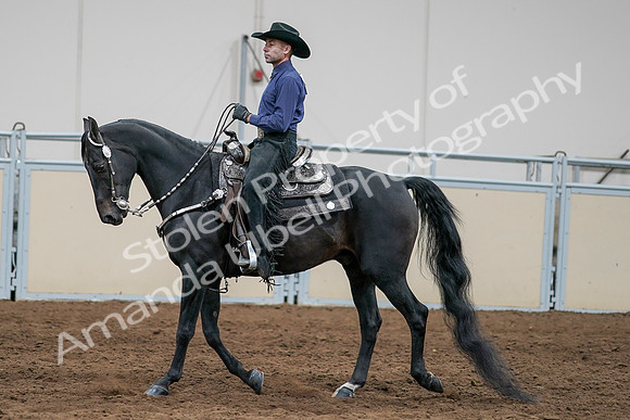 2020 - AB Morgan Horse - Sun, Sept 06 - 07659