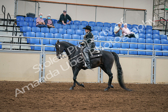 2020 - AB Morgan Horse - Sat, Sept 05 - 08866