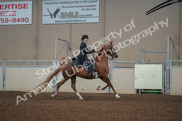 2019 Morgan Horse Show - Aug 30, 2019 - 25284
