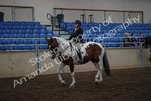 2019 Morgan Horse Show - Aug 30, 2019 - 31104