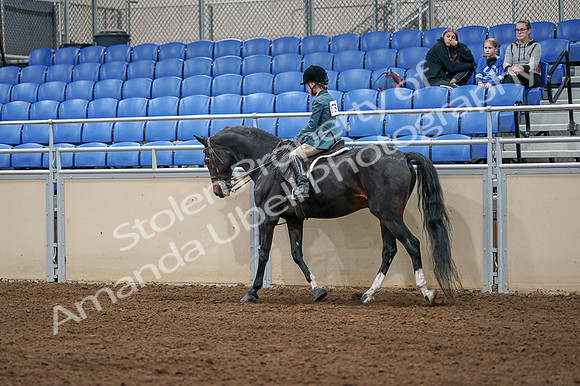 2020 - AB Morgan Horse - Fri, Sept 04 - 07742