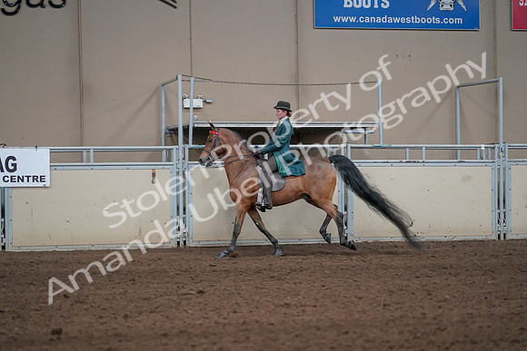 2019 Morgan Horse Show - Sept 01, 2019 - 13242