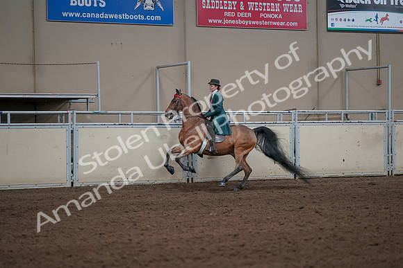 2019 Morgan Horse Show - Sept 01, 2019 - 13232
