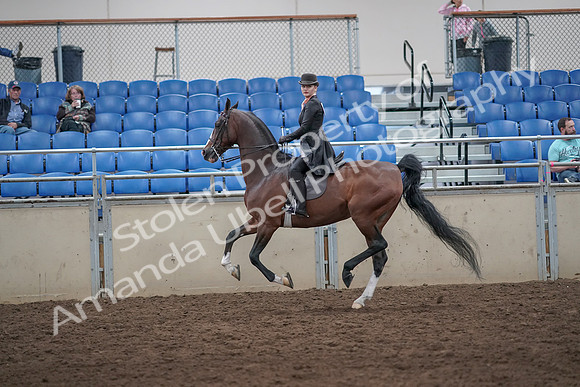 2019 Morgan Horse Show - Aug 31, 2019 - 08806