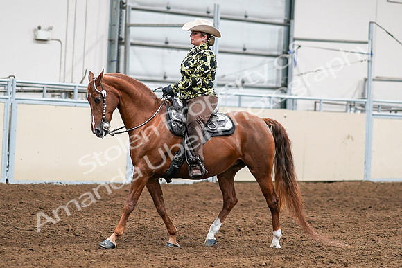 2020 - AB Morgan Horse - Sat, Sept 05 - 08988