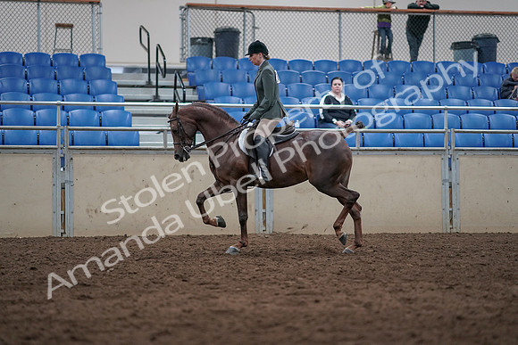 2019 Morgan Horse Show - Sept 01, 2019 - 08629
