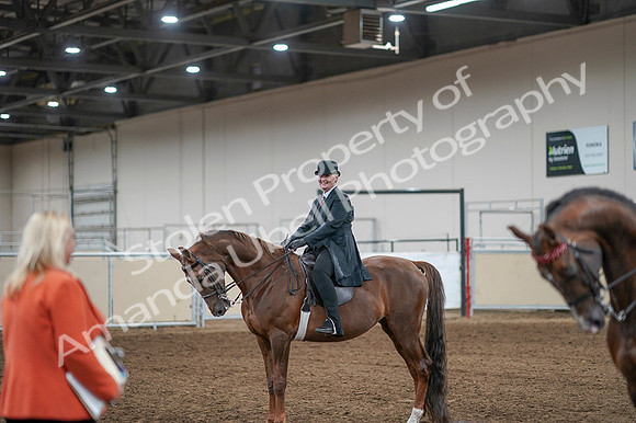 2020 - AB Morgan Horse - Fri, Sept 04 - 08128