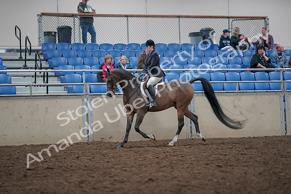 2019 Morgan Horse Show - Aug 31, 2019 - 15856
