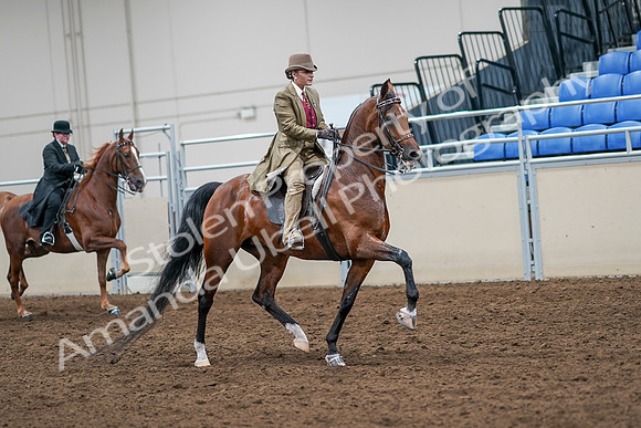 2020 - AB Morgan Horse - Sat, Sept 05 - 08232