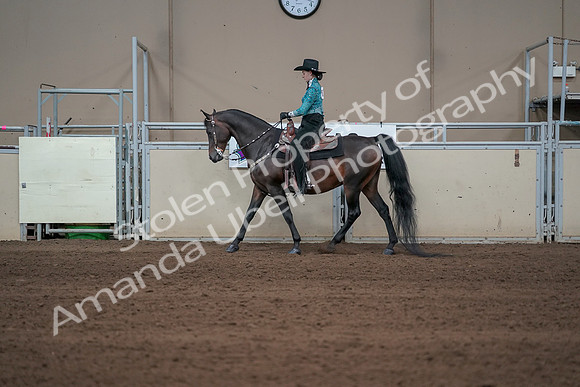 2019 Morgan Horse Show - Sept 01, 2019 - 06923