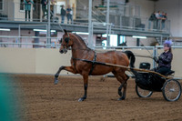 2020 - AB Morgan Horse - Fri, Sept 04 - 01043