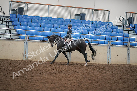2019 Morgan Horse Show - Aug 30, 2019 - 12281