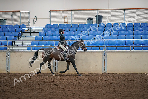 2019 Morgan Horse Show - Aug 30, 2019 - 12427