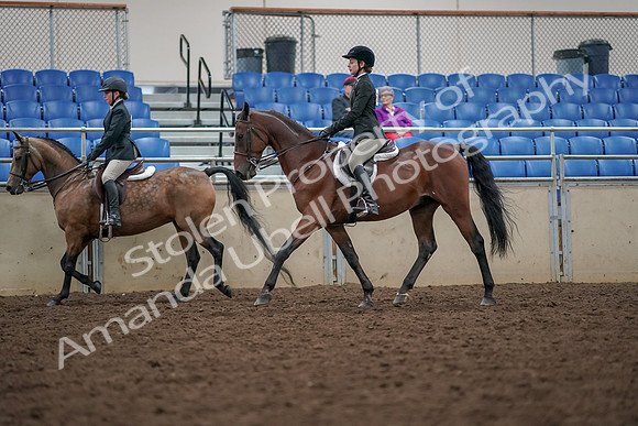 2019 Morgan Horse Show - Aug 30, 2019 - 20465