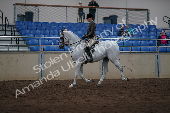 2019 Morgan Horse Show - Sept 01, 2019 - 08636