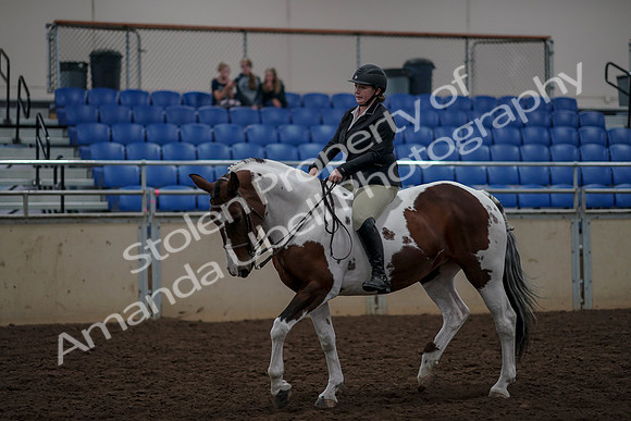 2019 Morgan Horse Show - Aug 30, 2019 - 31194