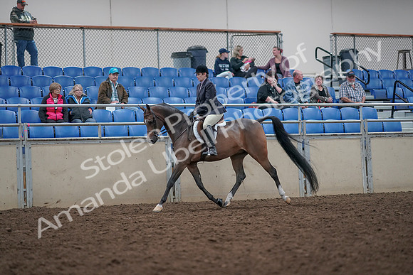 2019 Morgan Horse Show - Aug 31, 2019 - 15848