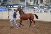 2020 - AB Morgan Horse - Sat, Sept 05 - 00529