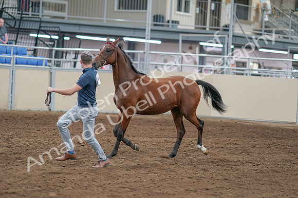 2020 - AB Morgan Horse - Sat, Sept 05 - 00529