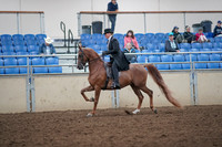 2019 Morgan Horse Show - Aug 31, 2019 - 12179