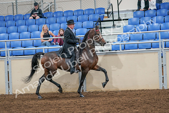 2020 - AB Morgan Horse - Sat, Sept 05 - 08165