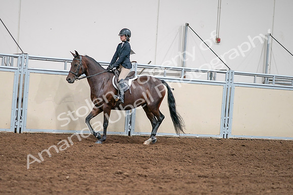 2020 - AB Morgan Horse - Sat, Sept 05 - 04963