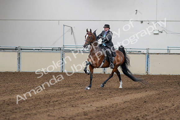 2020 - AB Morgan Horse - Sat, Sept 05 - 13133