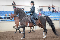2019 Morgan Horse Show - Aug 31, 2019 - 08482