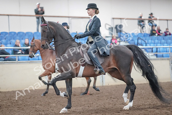 2019 Morgan Horse Show - Aug 31, 2019 - 08482