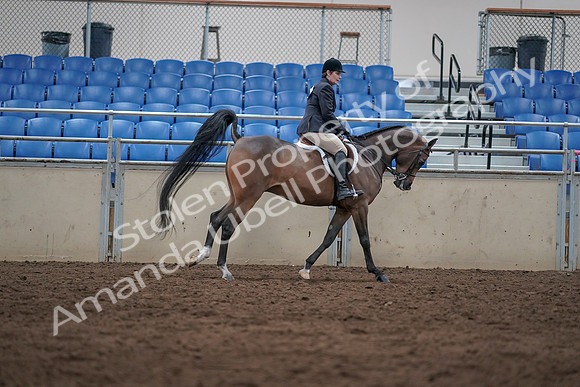 2019 Morgan Horse Show - Sept 01, 2019 - 08815