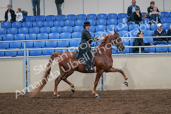 2020 - AB Morgan Horse - Sat, Sept 05 - 08277