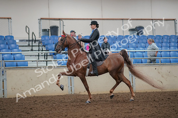 2019 Morgan Horse Show - Aug 30, 2019 - 25049