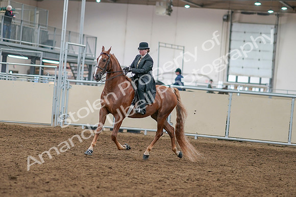 2020 - AB Morgan Horse - Sat, Sept 05 - 07959