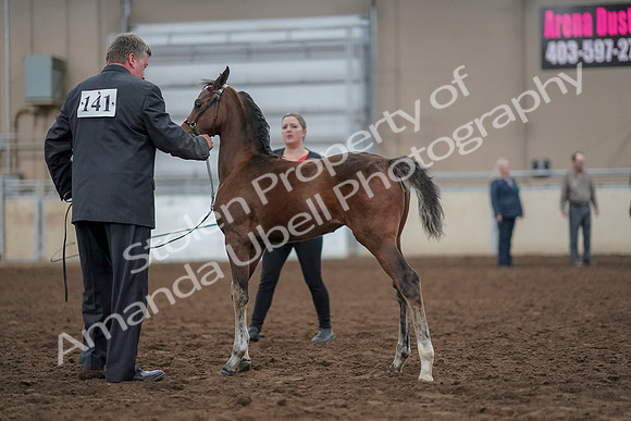 2019 Morgan Horse Show - Aug 31, 2019 - 00402