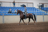 2019 Morgan Horse Show - Sept 01, 2019 - 06221
