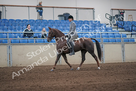 2019 Morgan Horse Show - Sept 01, 2019 - 06221