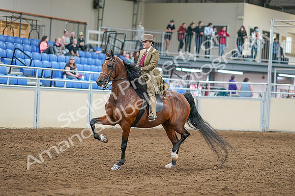 2020 - AB Morgan Horse - Sat, Sept 05 - 07944