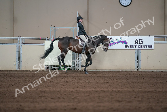 2019 Morgan Horse Show - Sept 01, 2019 - 03917