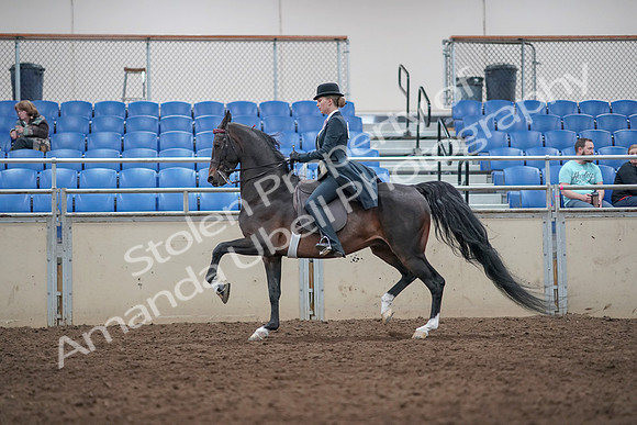 2019 Morgan Horse Show - Aug 31, 2019 - 08742