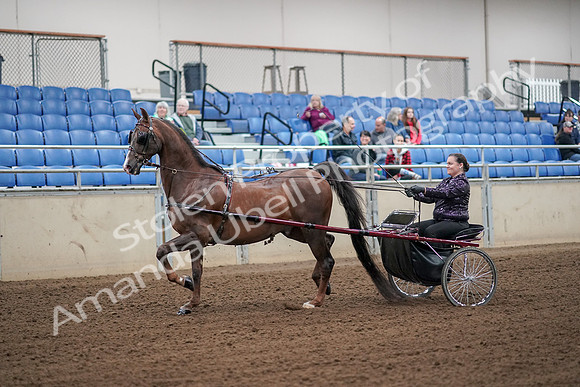 2019 Morgan Horse Show - Aug 30, 2019 - 13065