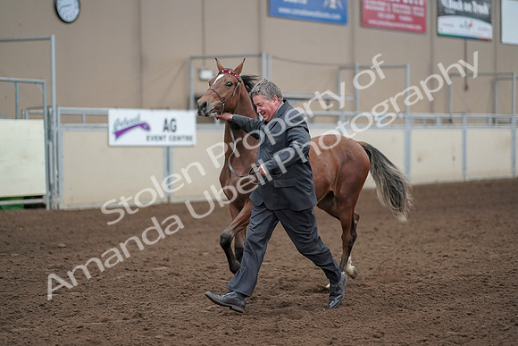 2019 Morgan Horse Show - Aug 31, 2019 - 00258