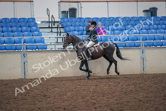 2019 Morgan Horse Show - Aug 30, 2019 - 20647