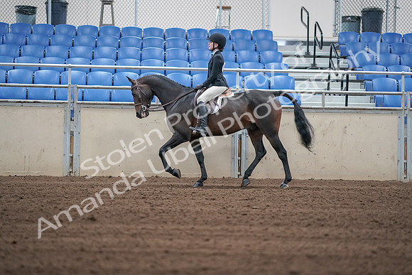 2019 Morgan Horse Show - Sept 01, 2019 - 03715