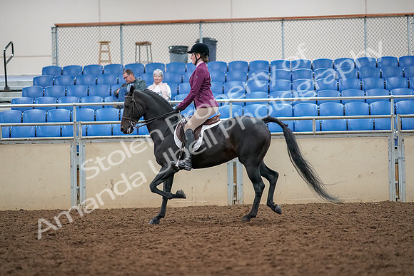 2019 Morgan Horse Show - Aug 30, 2019 - 23178