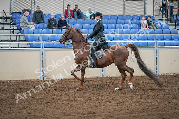 2020 - AB Morgan Horse - Fri, Sept 04 - 07932