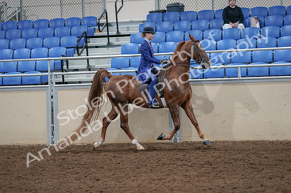 2020 - AB Morgan Horse - Fri, Sept 04 - 05254